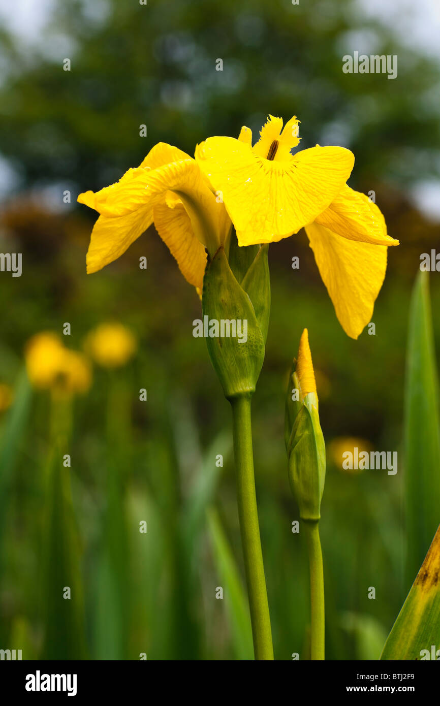 Gelbe Flagge Iris Pseudacorus Stockfotos und bilder Kaufen Alamy