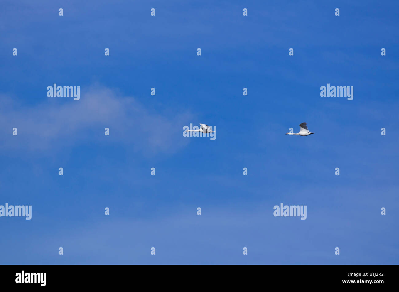 Kelso, Schottland - zwei Schwäne im Flug im Oktober vor einem blauen Himmel Stockfoto