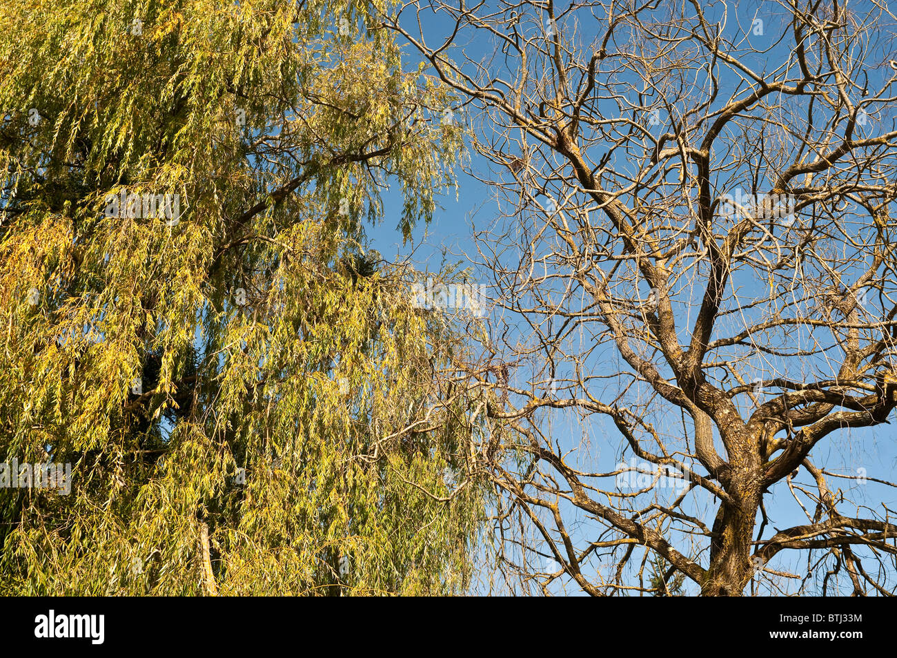 Lebende und Tote Trauerweide Bäume - Frankreich. Stockfoto