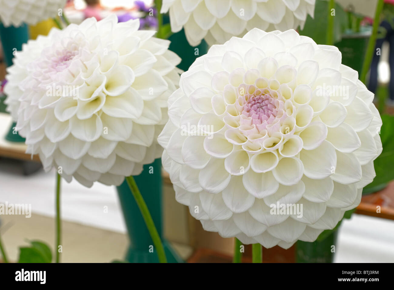 Pom Pom Dahlien mit lila weiß Stockfoto