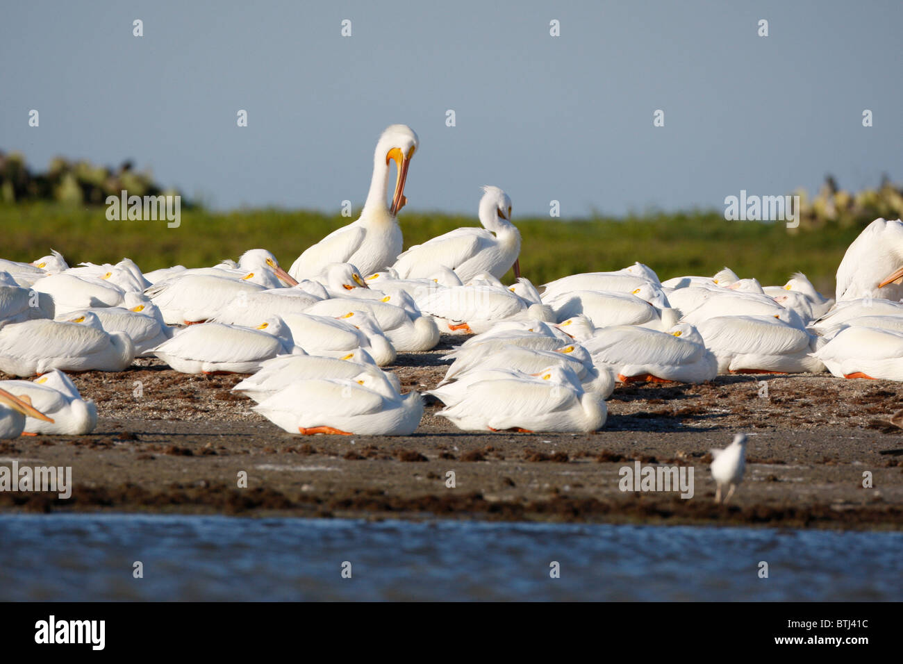 Große weiße Pelikane Schlafplatz auf einer kleinen Insel in der Laguna Madre in der Nähe von Port Mansfield auf der unteren Texas Gulf Coast Stockfoto