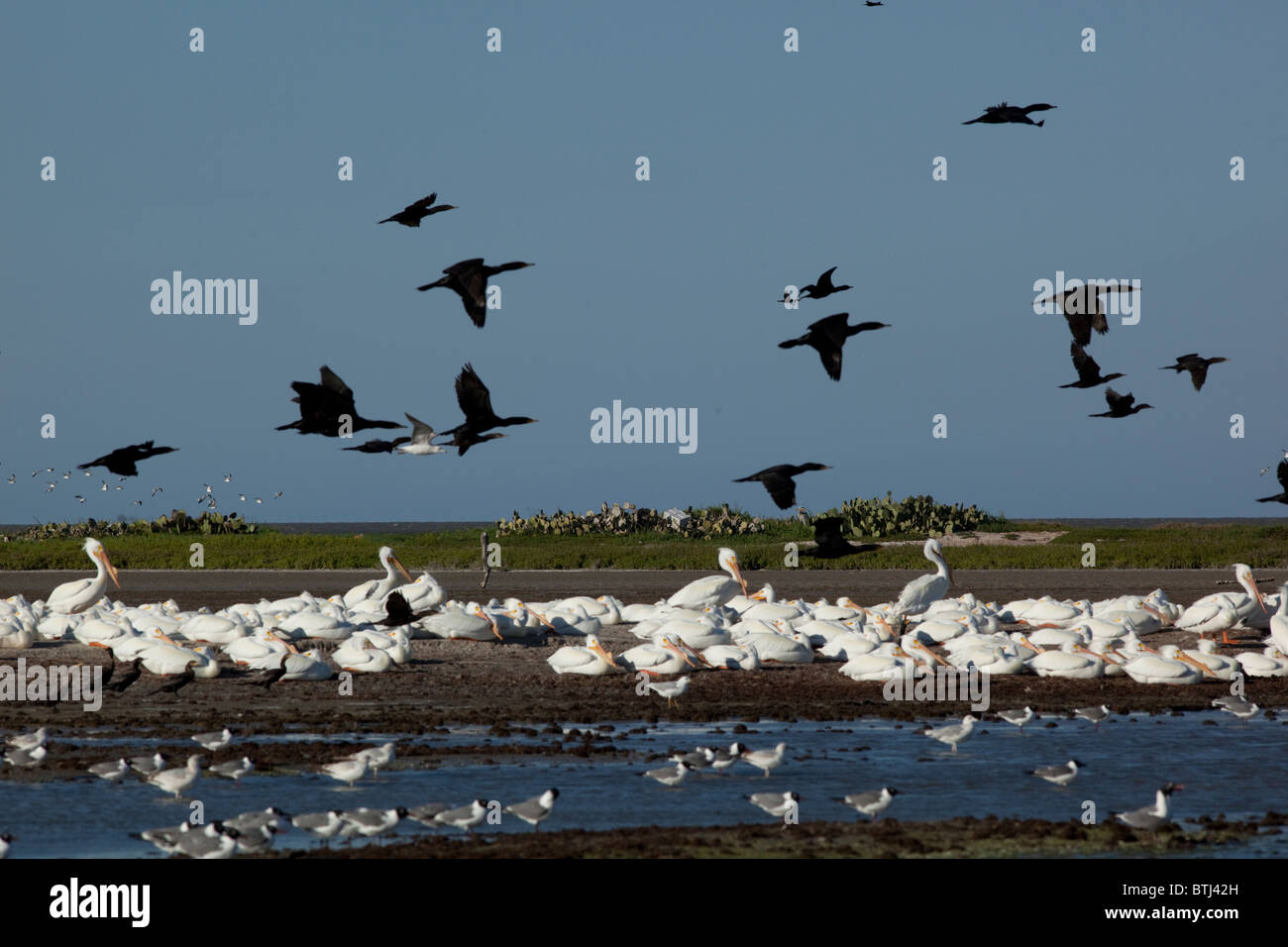 Große weiße Pelikane, Kormorane und Seeschwalben fliegen, Schlafplatz und ernähren sich von einer Insel in der Laguna Madre in der Nähe von Port Mansfield TX Stockfoto