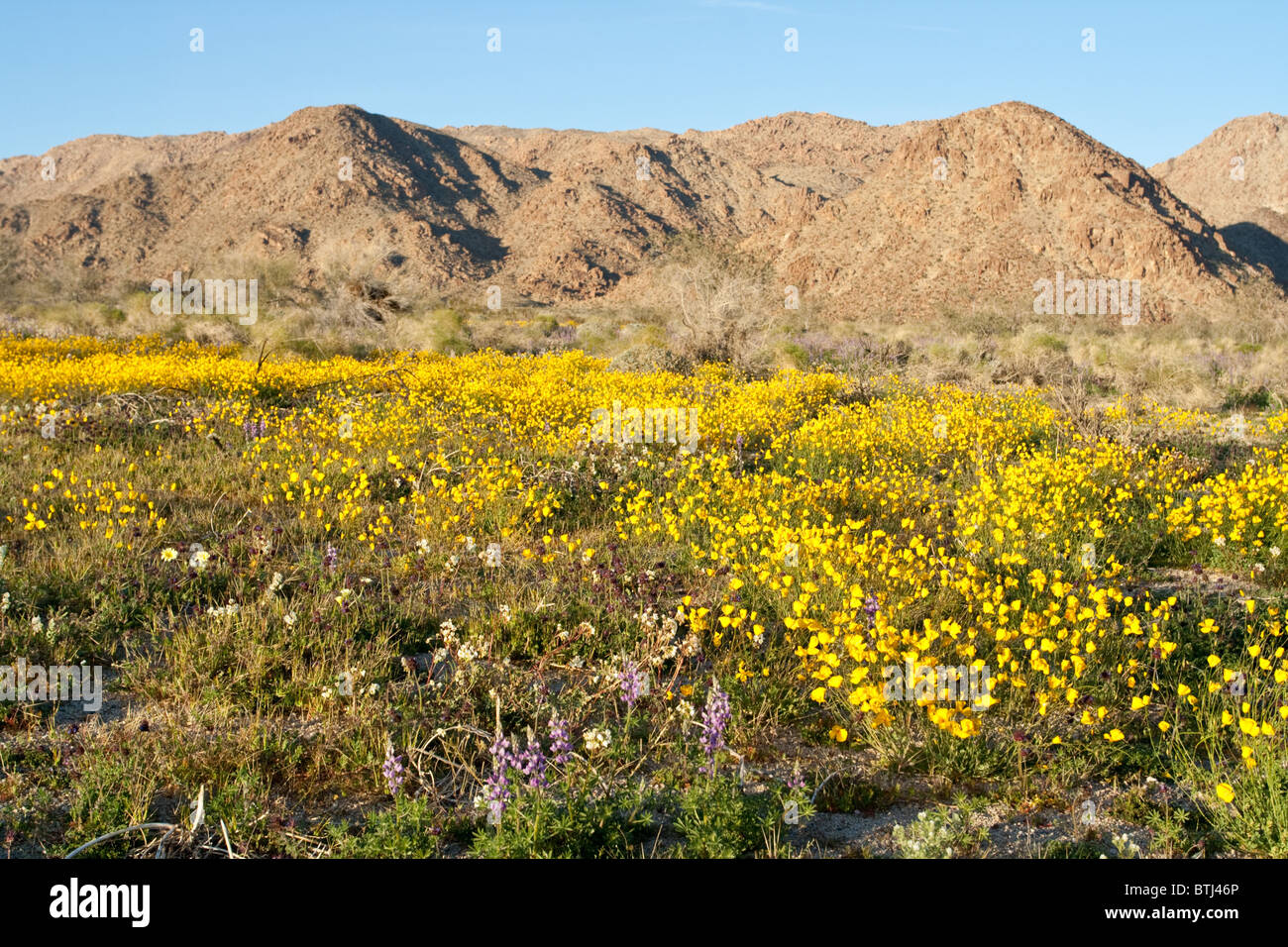 Wildblumenwiese und Berge im Kalifornien Wüste außerhalb Joshua Tree National Park Stockfoto