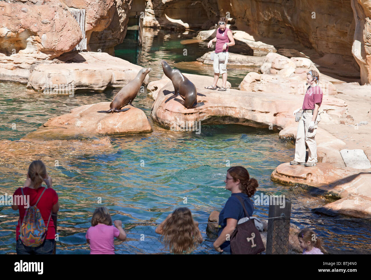 Familien, die gerade einer lehrreiche und unterhaltsamen Show mit kalifornischen Seelöwen, Zalophus Californianus in Memphis Zoo, USA Stockfoto