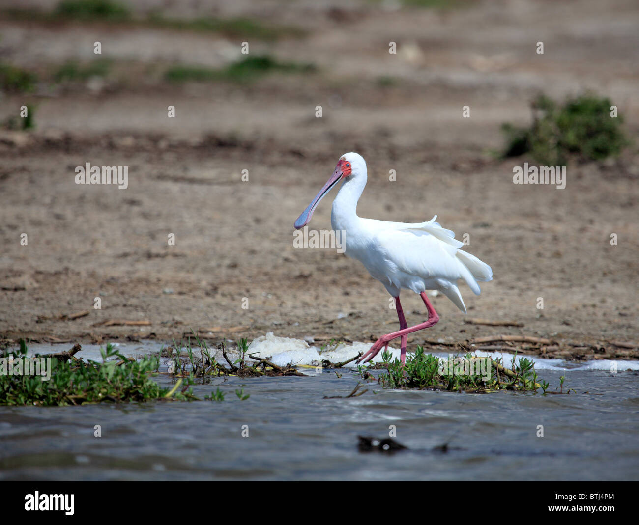 Eurasische Löffler (Platalea Leucorodia), Queen Elizabeth National Park, Uganda, Ostafrika Stockfoto