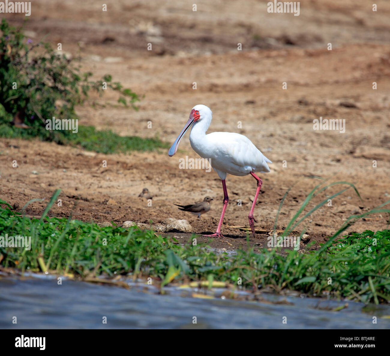 Eurasische Löffler (Platalea Leucorodia), Queen Elizabeth National Park, Uganda, Ostafrika Stockfoto