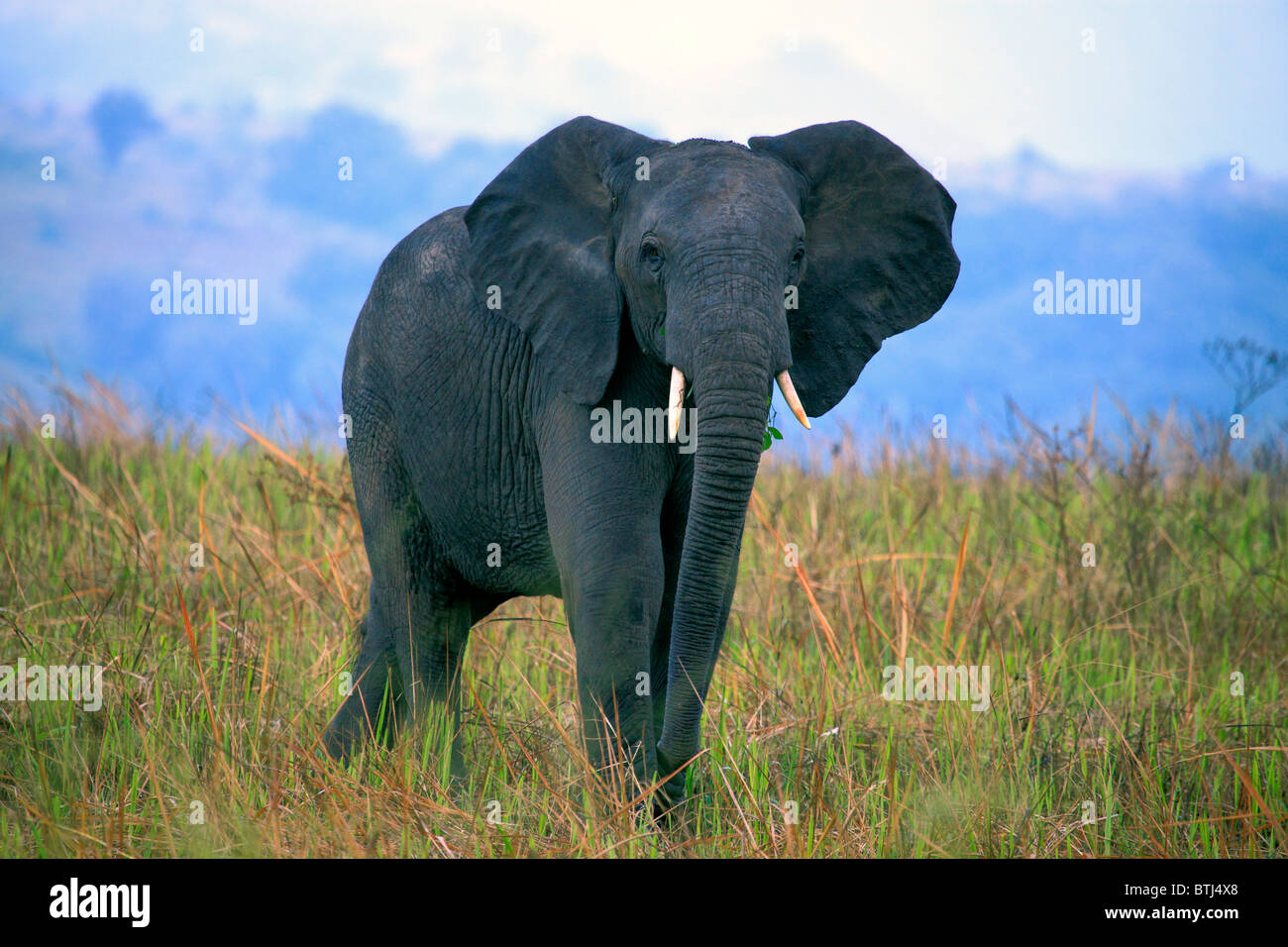 Afrikanischer Elefant (Loxodonta Africana), Queen Elizabeth National Park, Uganda, Ostafrika Stockfoto