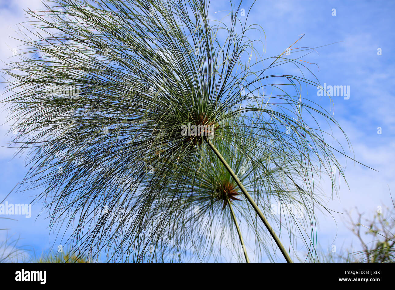 Papyrusstaude (Cyperus Papyrus), Kibale Forest, Uganda, Ostafrika Stockfoto