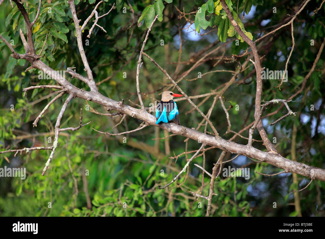 Eisvogel, Murchison Falls National Park, Uganda, Ostafrika Stockfoto