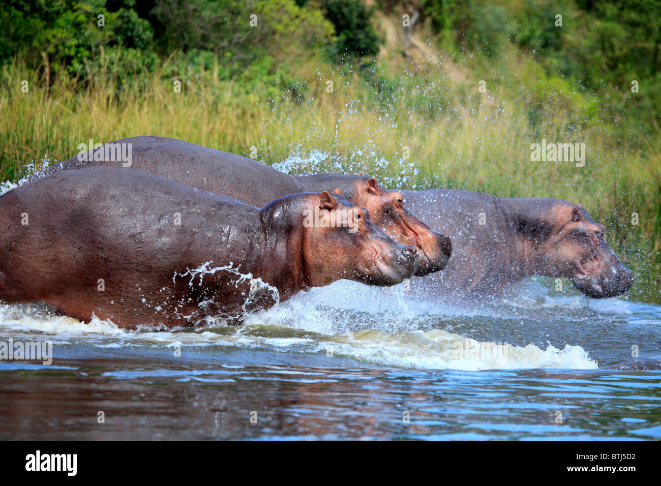 Flusspferd (Hippopotamus Amphibius), Murchison Falls Nationalpark, Uganda, Ostafrika Stockfoto