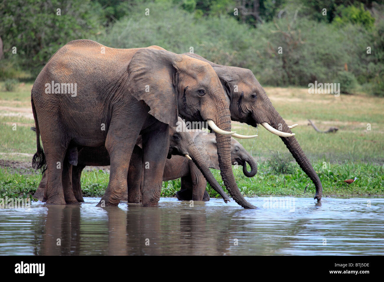 Afrikanischer Elefant (Loxodonta Africana), Murchison Falls Nationalpark, Uganda, Ostafrika Stockfoto
