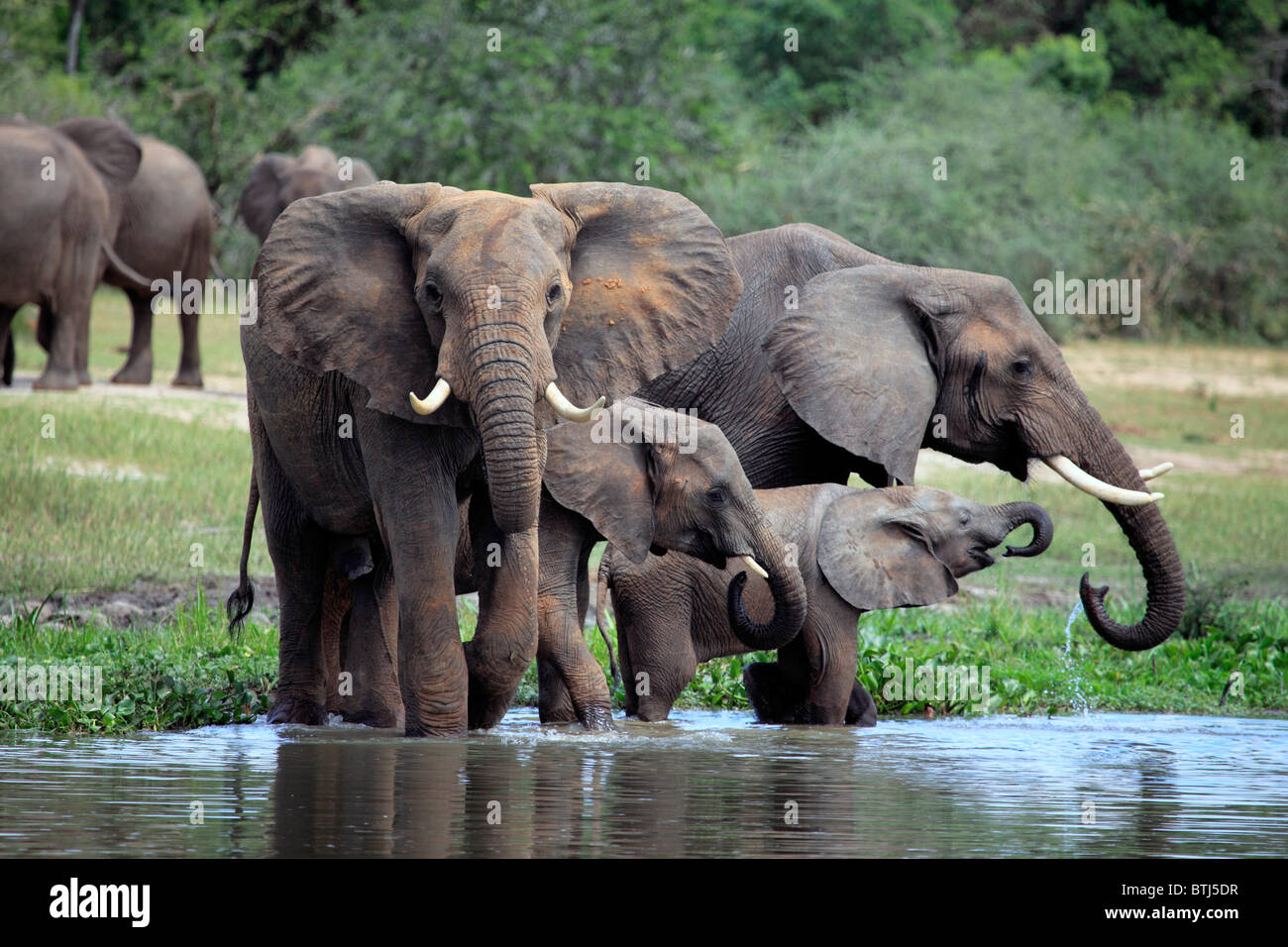Afrikanischer Elefant (Loxodonta Africana), Murchison Falls Nationalpark, Uganda, Ostafrika Stockfoto