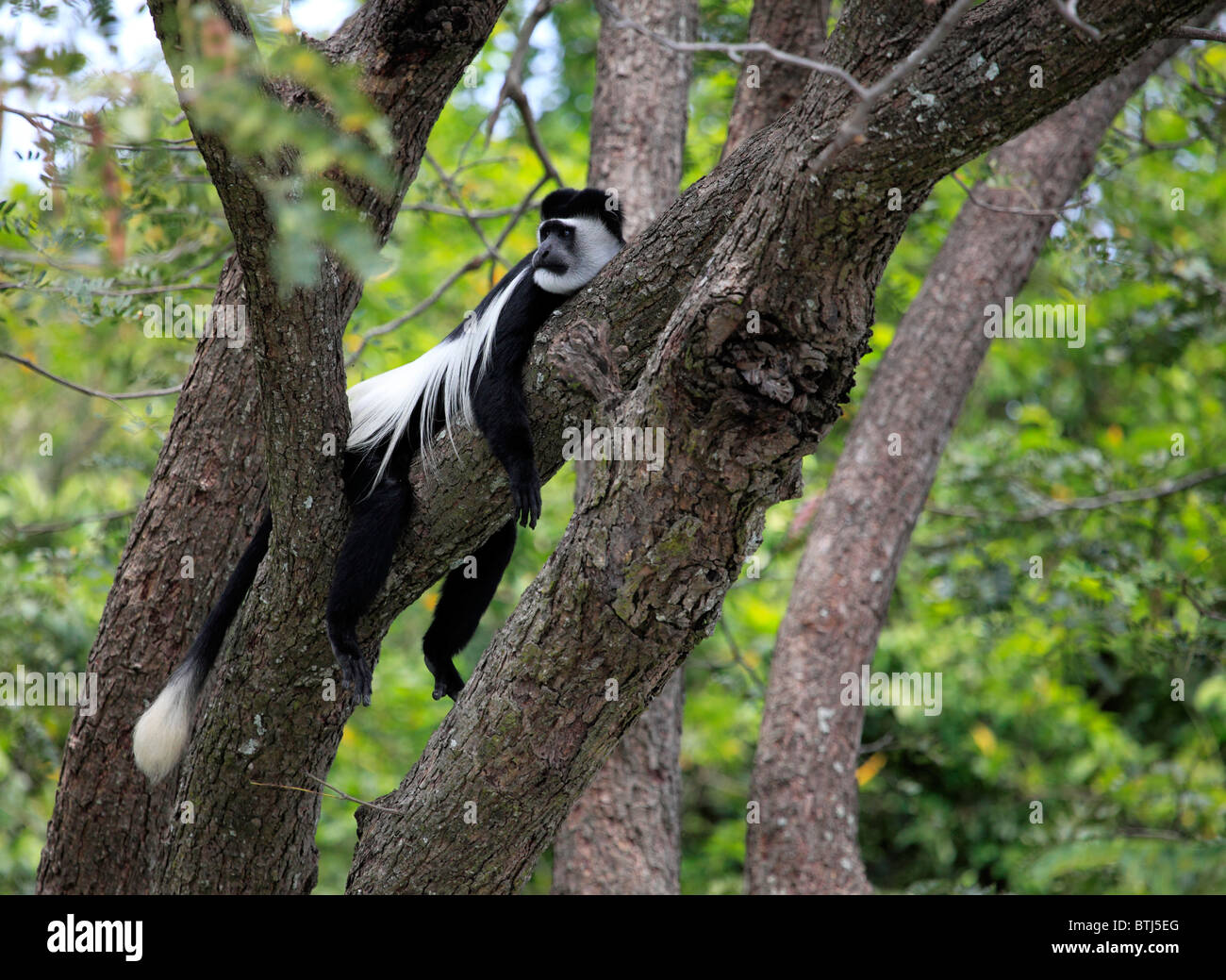 Westlichen schwarzen und weißen Colobus Affen (Colobus Polykomos), Murchison Falls National Park, Uganda, Ostafrika Stockfoto