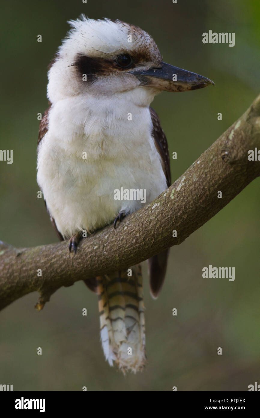 Laughing Kookaburra (Dacelo Novaeguineae) thront auf einem Ast Stockfoto