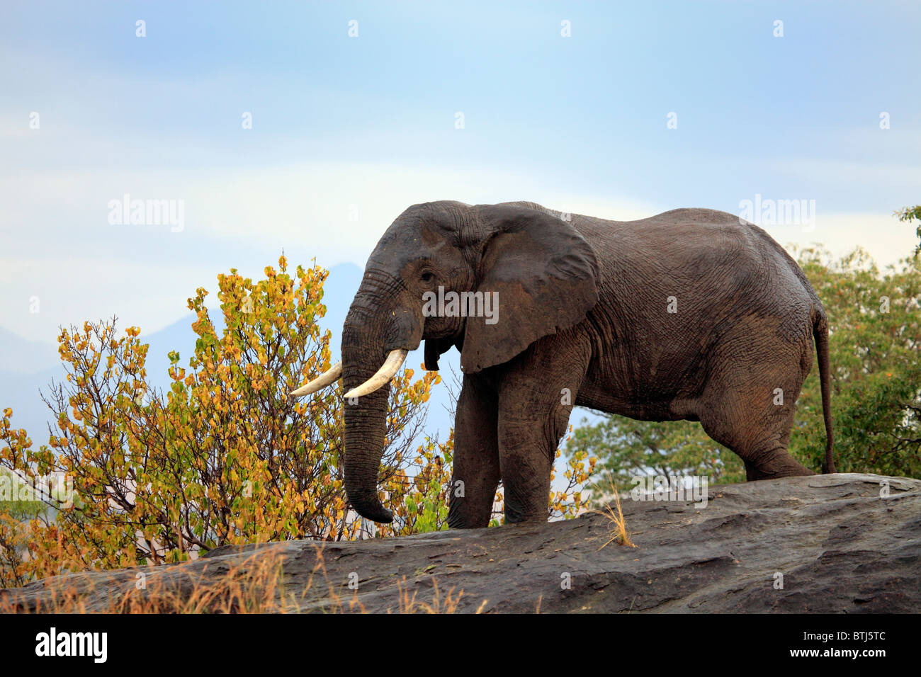Afrikanischer Elefant (Loxodonta Africana), Kidepo Nationalpark, Uganda, Ostafrika Stockfoto