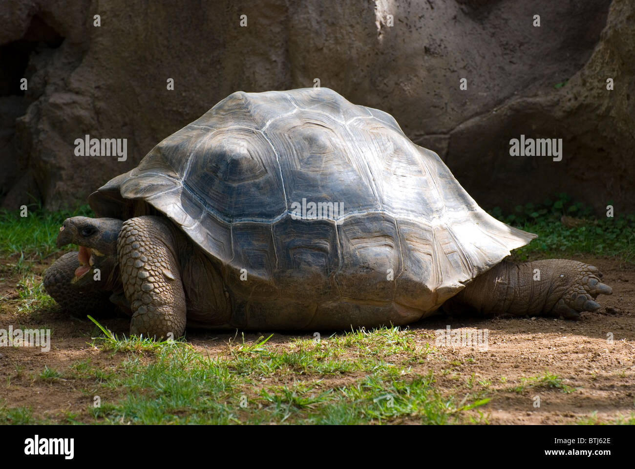 Alten Schildkröte Stockfoto