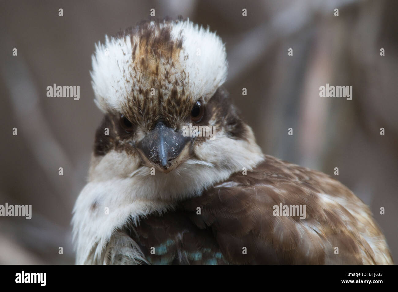Kopf Bildniss eines Laughing Kookaburra (Dacelo Novaeguineae) Stockfoto