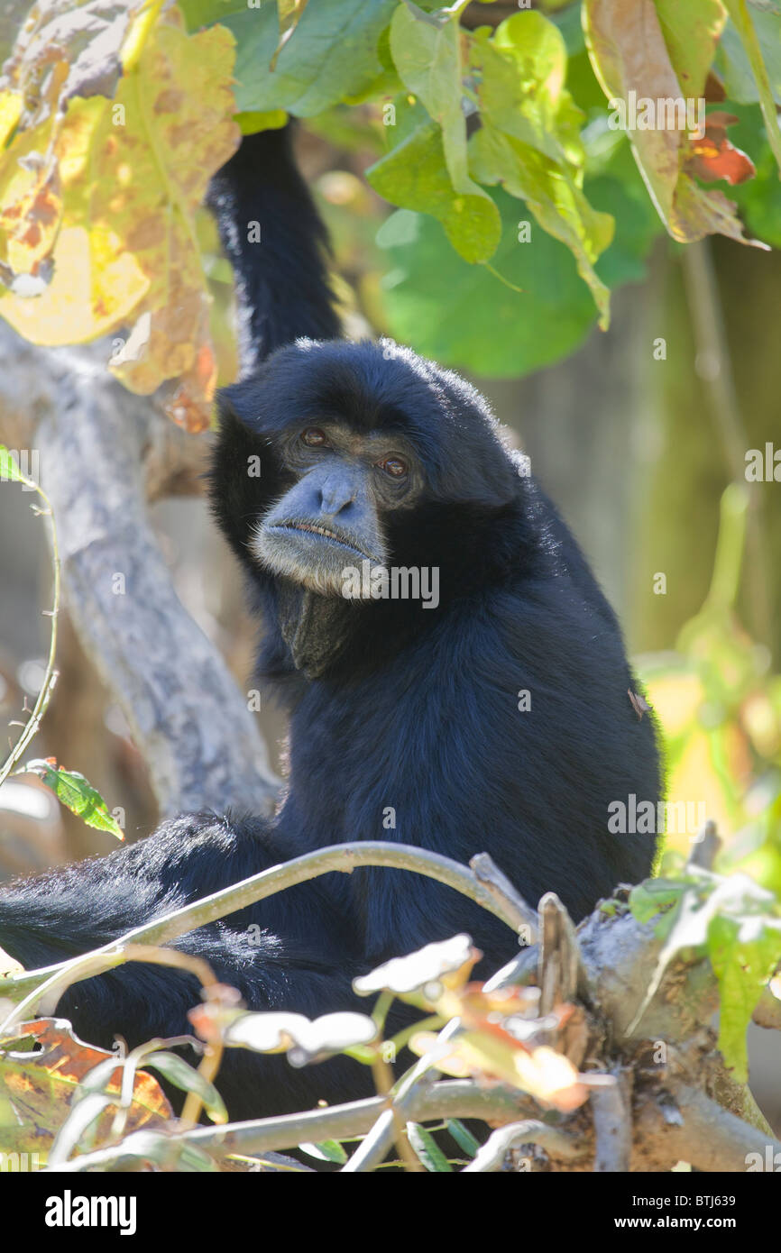Siamang Gibbon, Symphalangus syndactylus Stockfoto