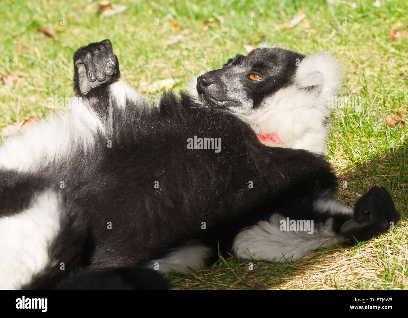 Dudley Zoo West Midlands UK - Lemur Stockfoto