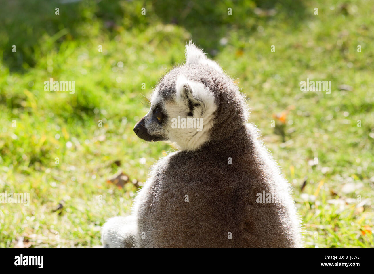 Dudley Zoo West Midlands UK - Lemur Stockfoto