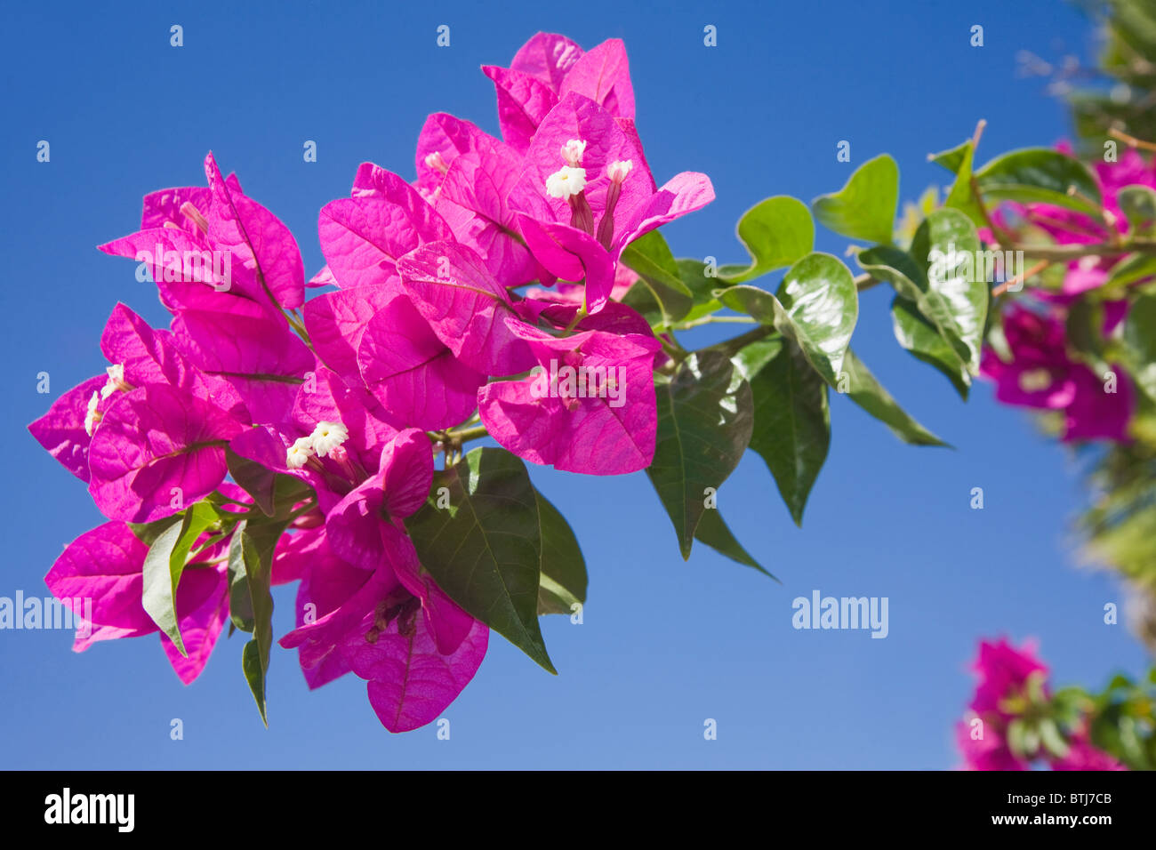 Bougainvillea-Blüten vor blauem Himmel Stockfoto