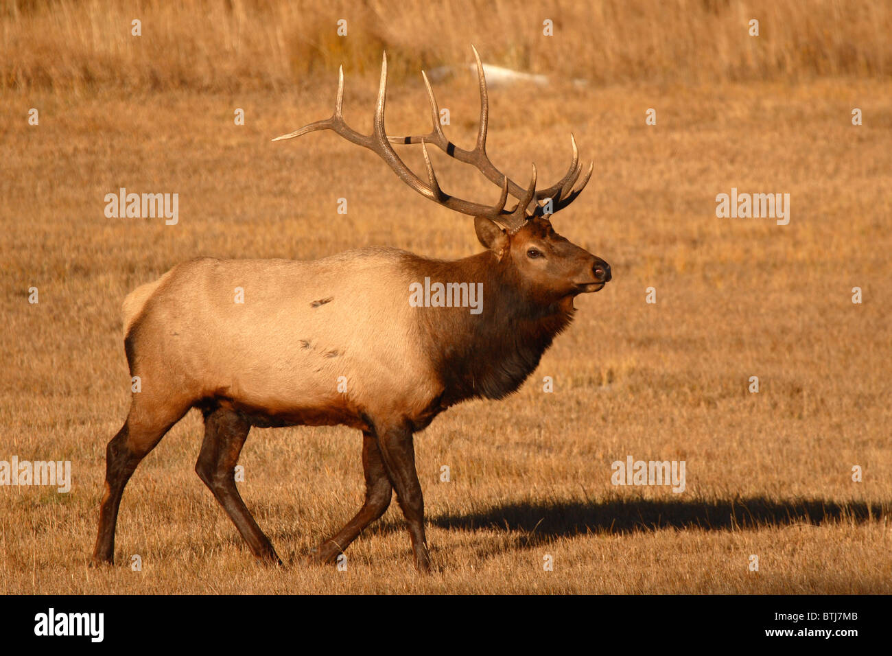 Ein Rocky Mountain Elk Stier in northern Colorado. Stockfoto