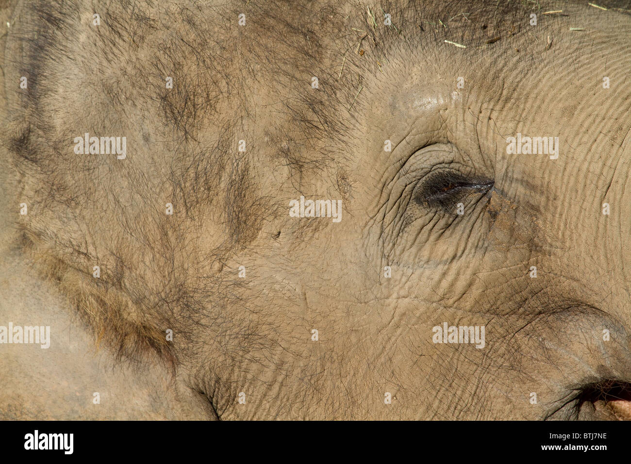 Elefant-Augenhintergrund und Textur hautnah Stockfoto
