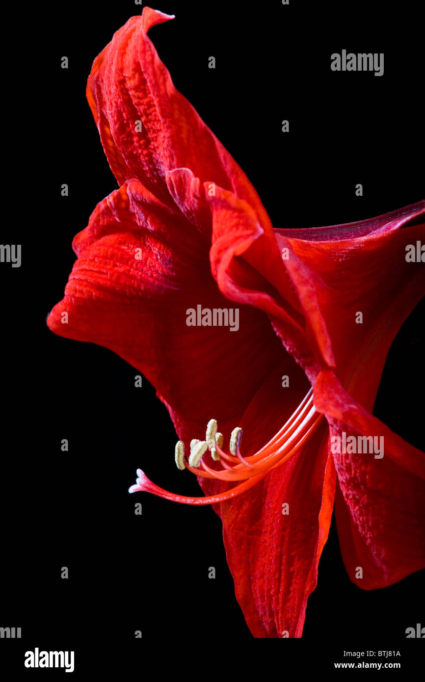 AMARYLLIS (Amaryllis Belladonna) Blume in voller Blüte Stockfoto