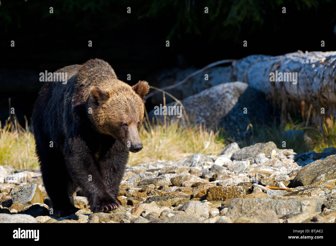 Grizzly Bär (Ursus Arctos Horribilis) British Columbia Kanada Stockfoto