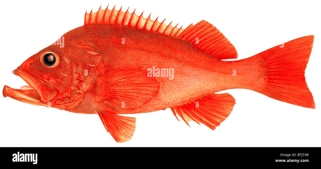 Fisch, Rotbarsch (Sebastes Marinus), Zeichnung stieg. Stockfoto