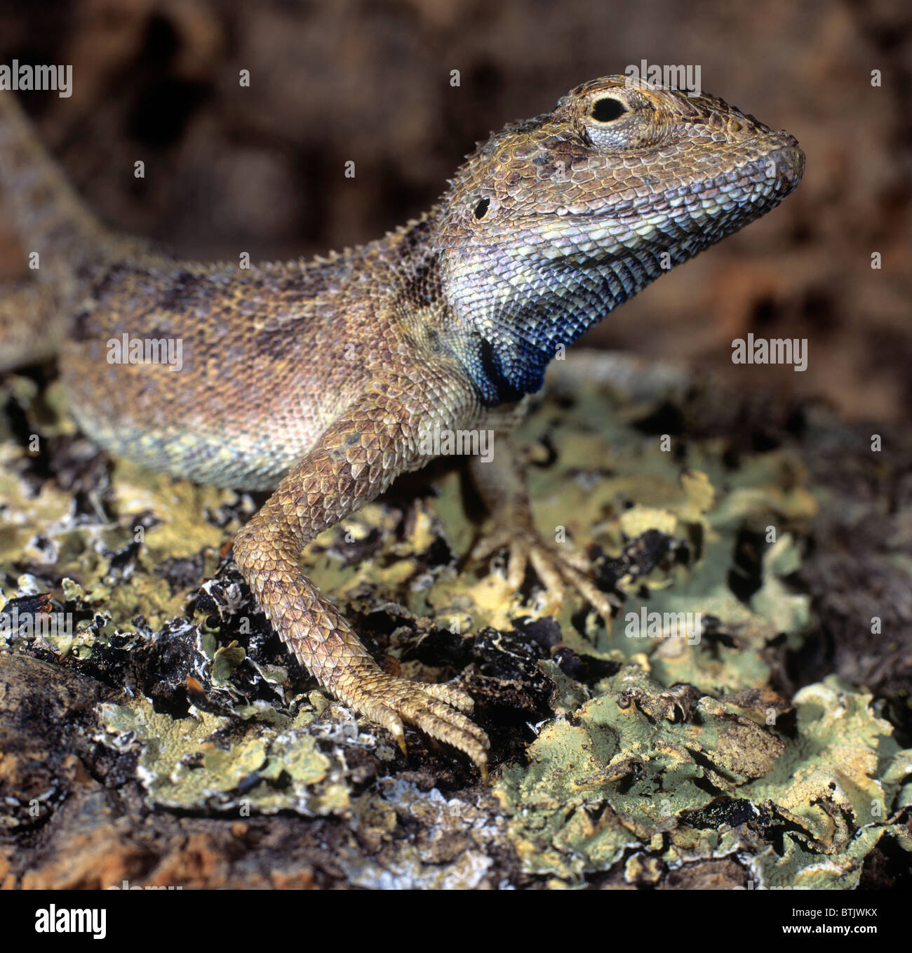 Indisch-chinesischen Wald Eidechse, blau-crested Eidechse (Calotes Mystaceus) auf Rinde. Stockfoto