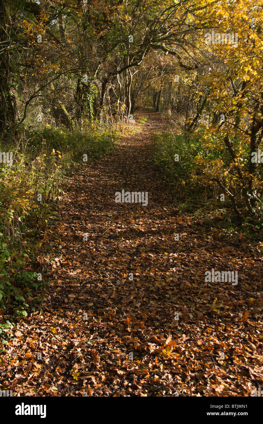 Blätter im Herbst decken ein Waldweg Stockfoto