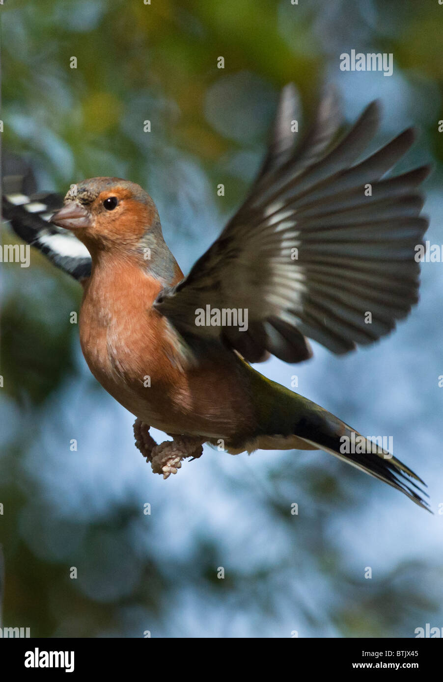 Männliche Buchfink im Flug Stockfoto