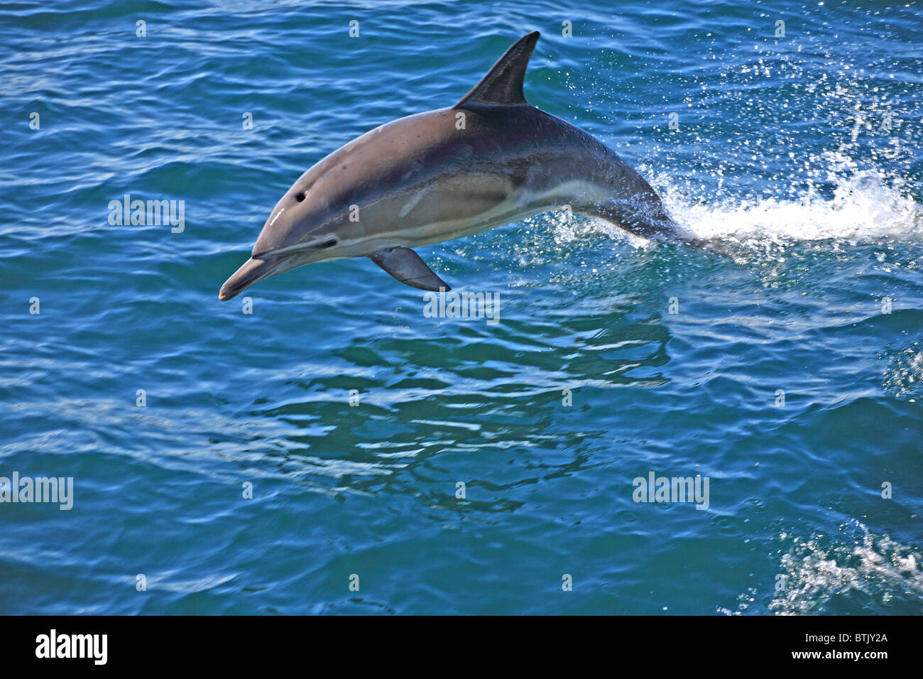 Gemeinsamen Delphin (Delphinus Delphis) Folgendes Boot UK Schottland Atlantik Stockfoto