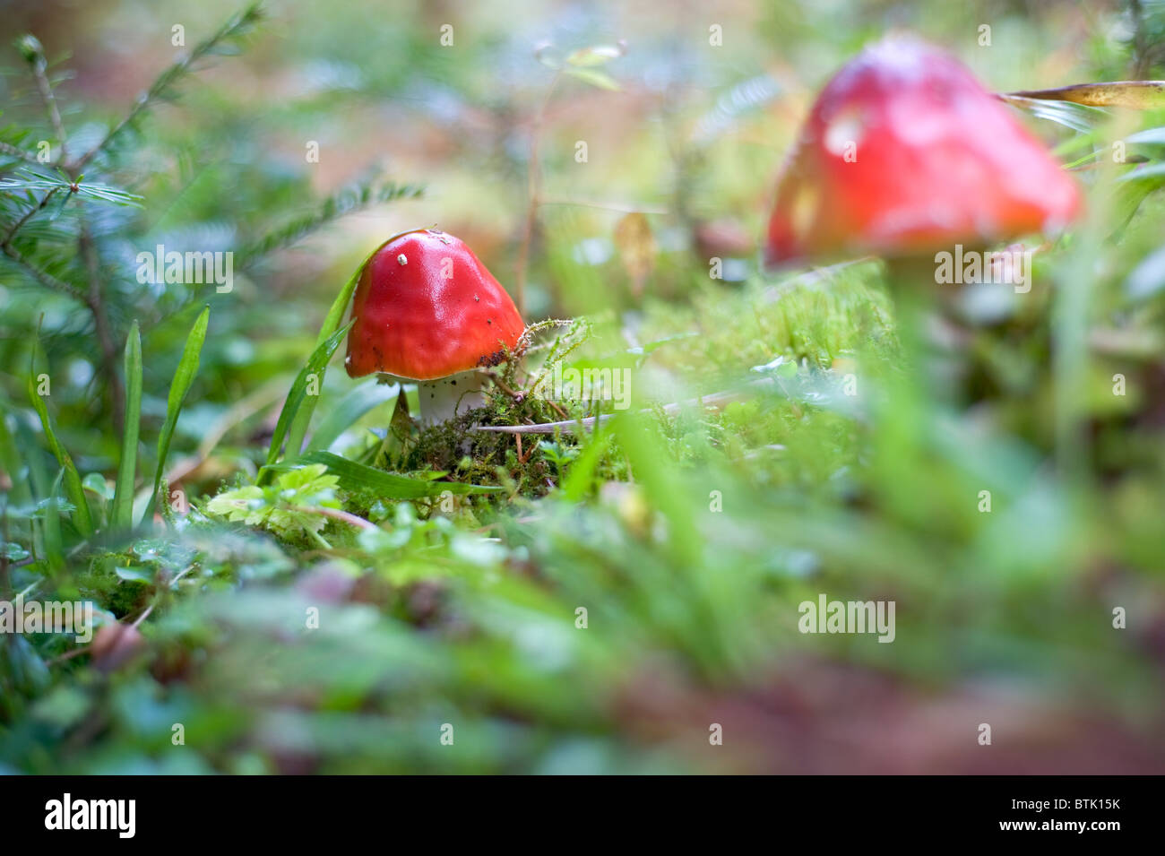 Nahaufnahme Bild von Amanita giftige Pilze in der Natur Stockfoto