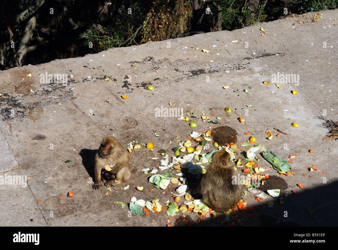Berberaffen (Macaca Sylvanus) essen Obst und Gemüse, Gibraltar, Großbritannien, Westeuropa. Stockfoto