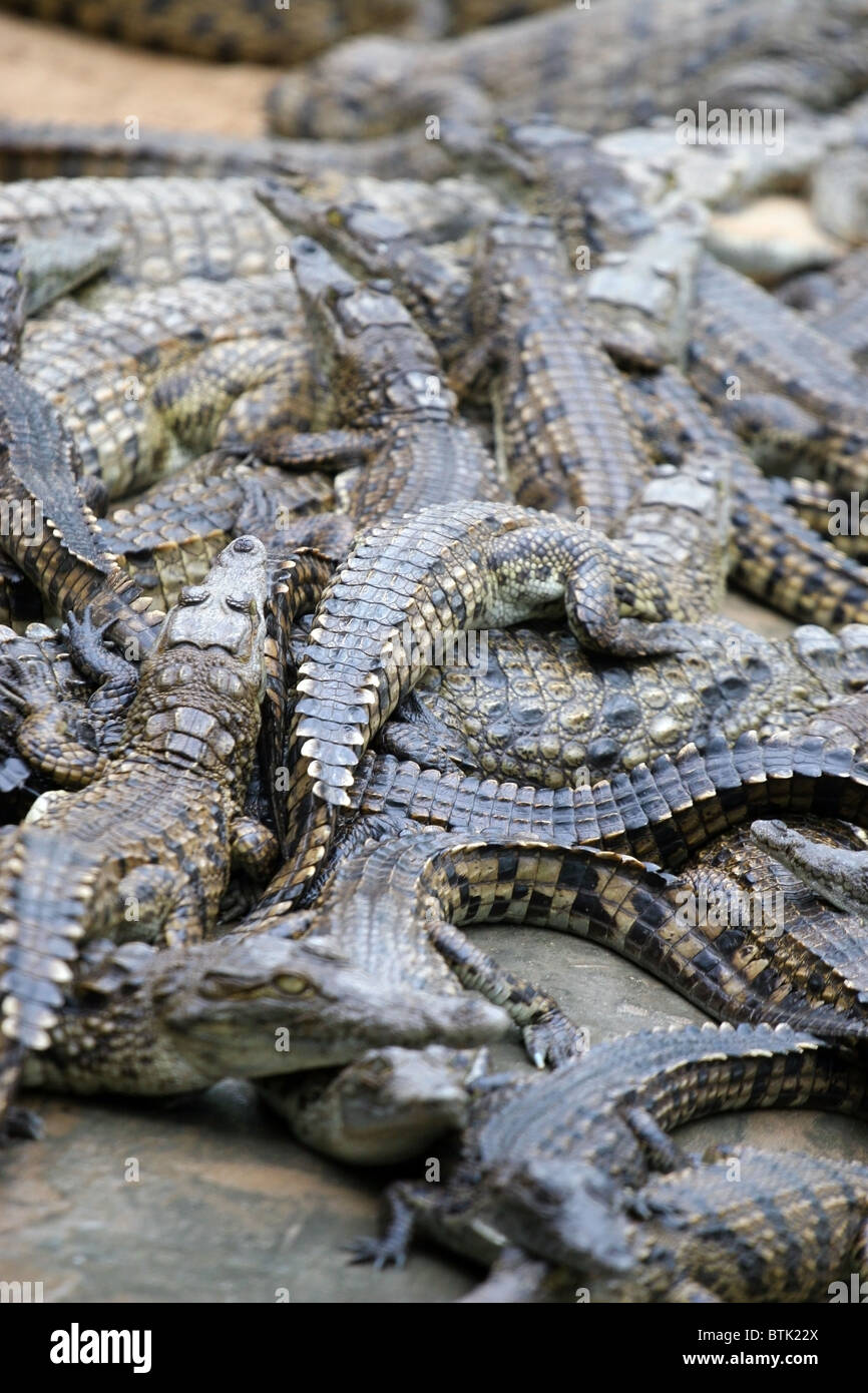 Krokodile, Cango Wildlife Ranch, Oudtshoorn, Südafrika Stockfotografie