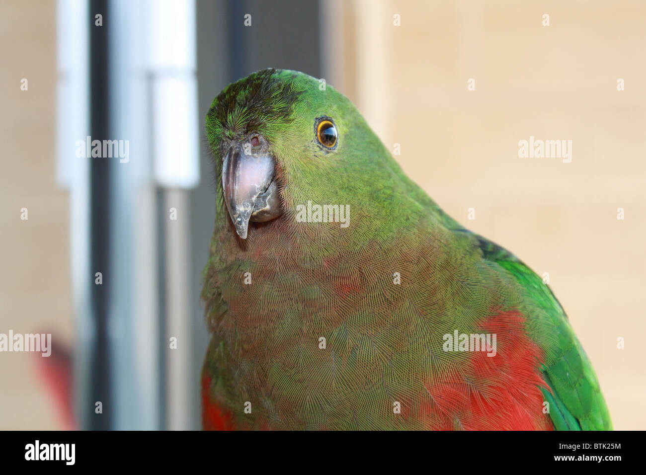 Frau König Parrot (Alisterus scapularis) aka King Lory, auf einem Balkon des Grand Pacific Hotel Apartments, Great Ocean Road, Lorne, Victoria, Australien Stockfoto