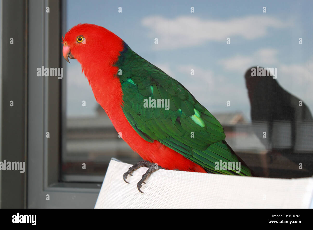 Männliche König Parrot (Alisterus scapularis) aka King Lory, auf einem Balkon des Grand Pacific Hotel Apartments, Great Ocean Road, Lorne, Victoria, Australien Stockfoto