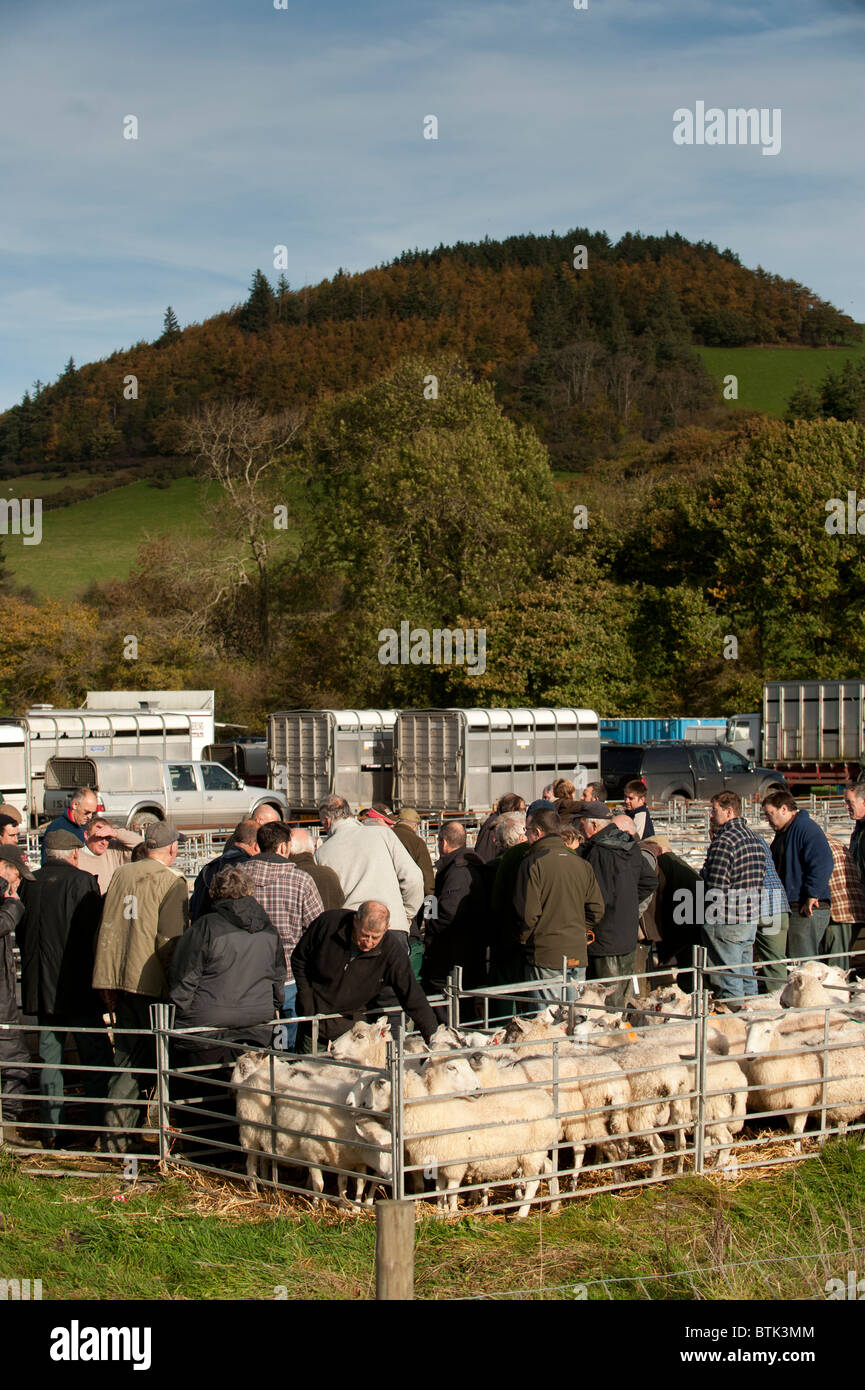 Lämmer und Schafe in ein Viehmarkt Mart, Lovesgrove in der Nähe von Aberystwyth, Ceredigion Wales UK verkauft Stockfoto
