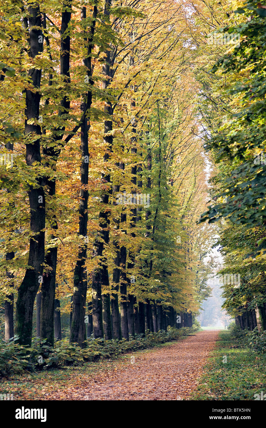 Allee der Ulmen im Parco di Monza Italien im Herbst Stockfoto