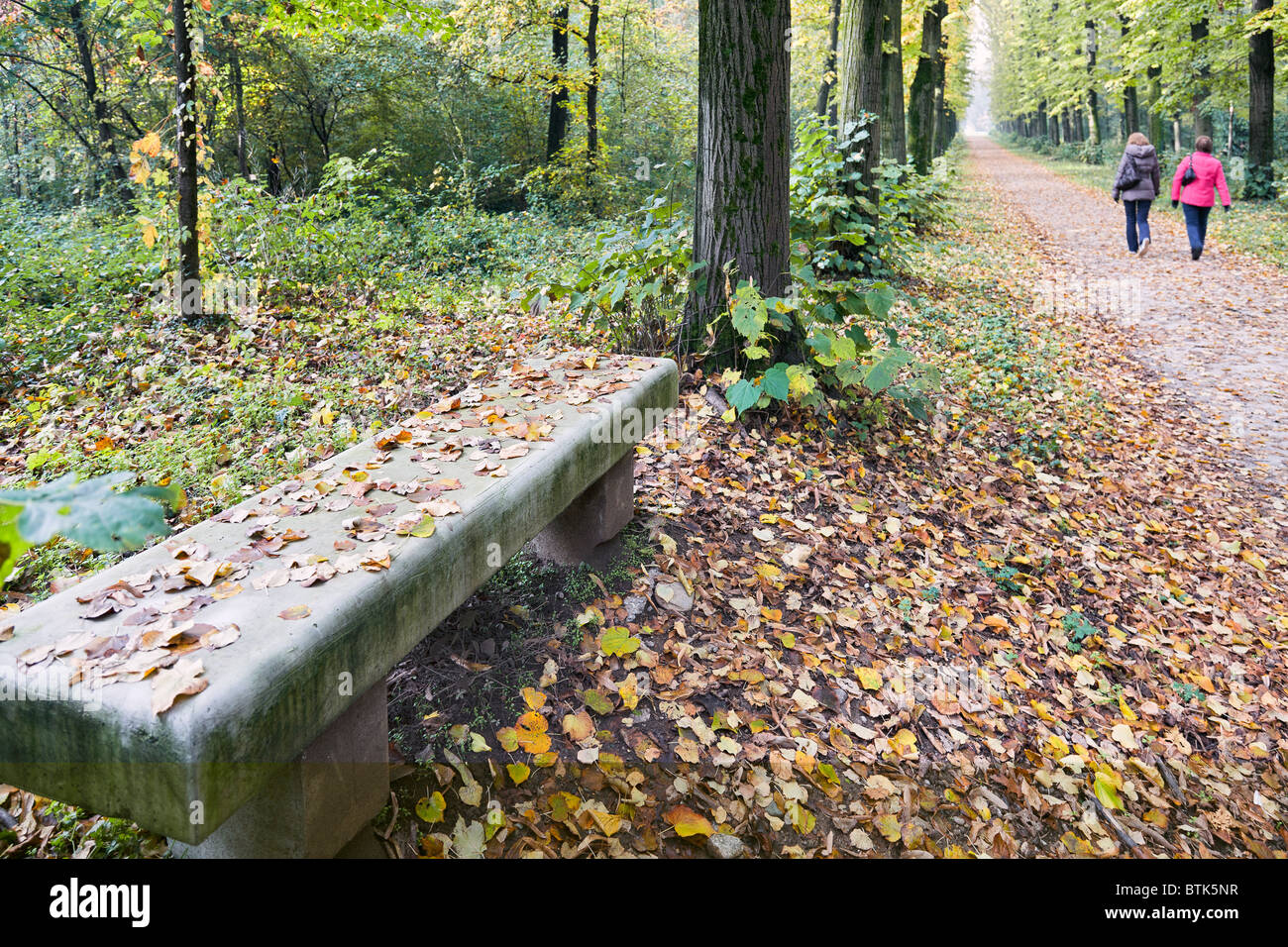 Allee der Ulmen im Parco di Monza Italien im Herbst Stockfoto