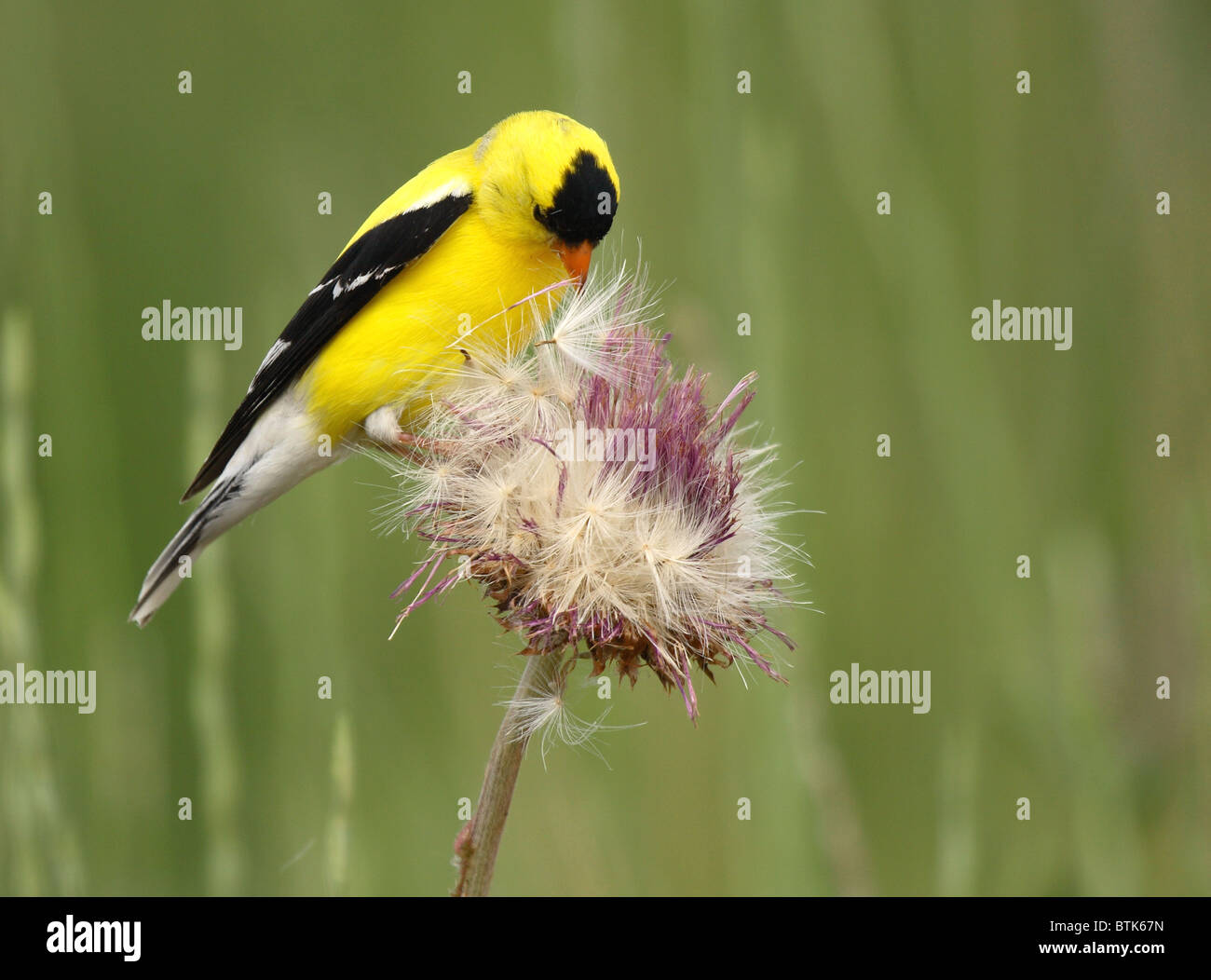 Eine amerikanische Stieglitz Männchen füttern auf einer Distel in Colorado. Stockfoto