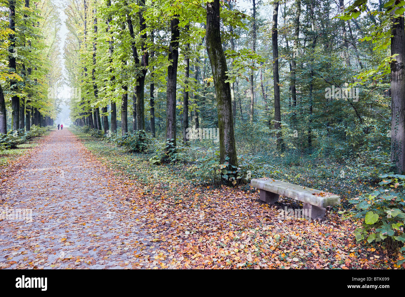 Allee der Ulmen im Parco di Monza Italien im Herbst Stockfoto