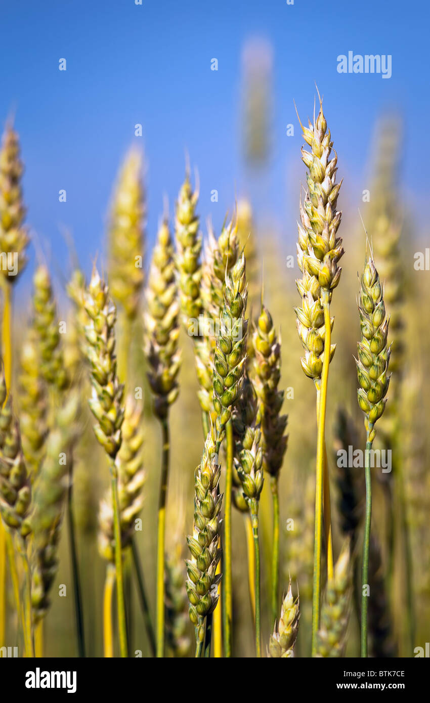 Nahaufnahme der Weizenernte.  Pembina Valley, Manitoba, Kanada. Stockfoto