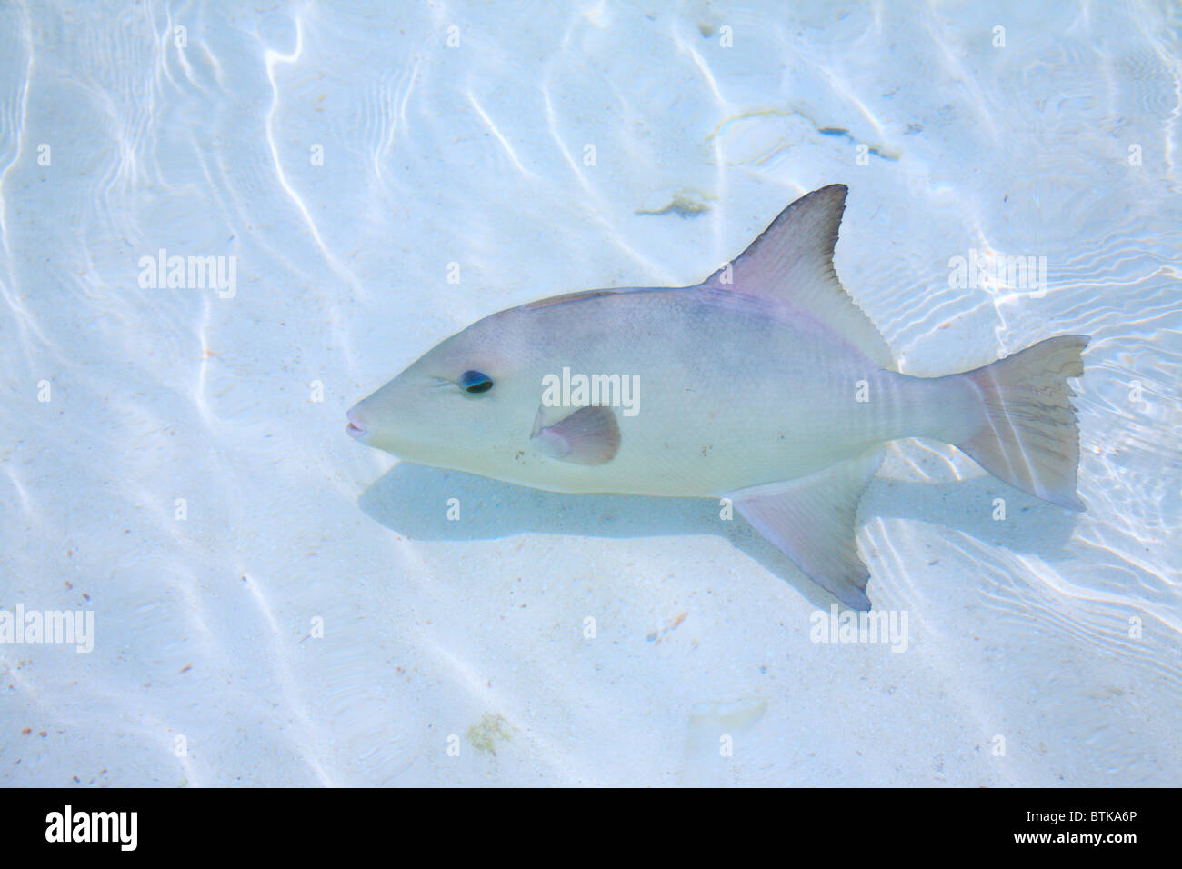 Drückerfische im seichten Wasser Stockfoto