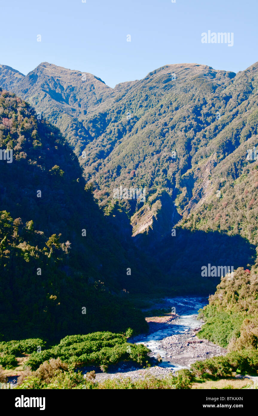 Rata Bäume, Waiho River, in der Nähe von Franz Josef, Westland-Nationalpark, Südinsel, Neuseeland Stockfoto