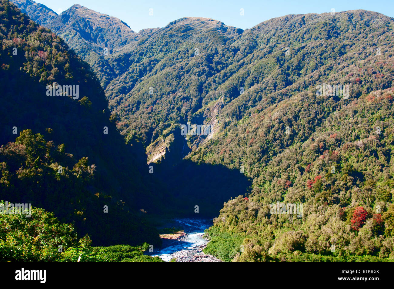 Rata Bäume, Waiho River, in der Nähe von Franz Josef, Westland-Nationalpark, Südinsel, Neuseeland Stockfoto