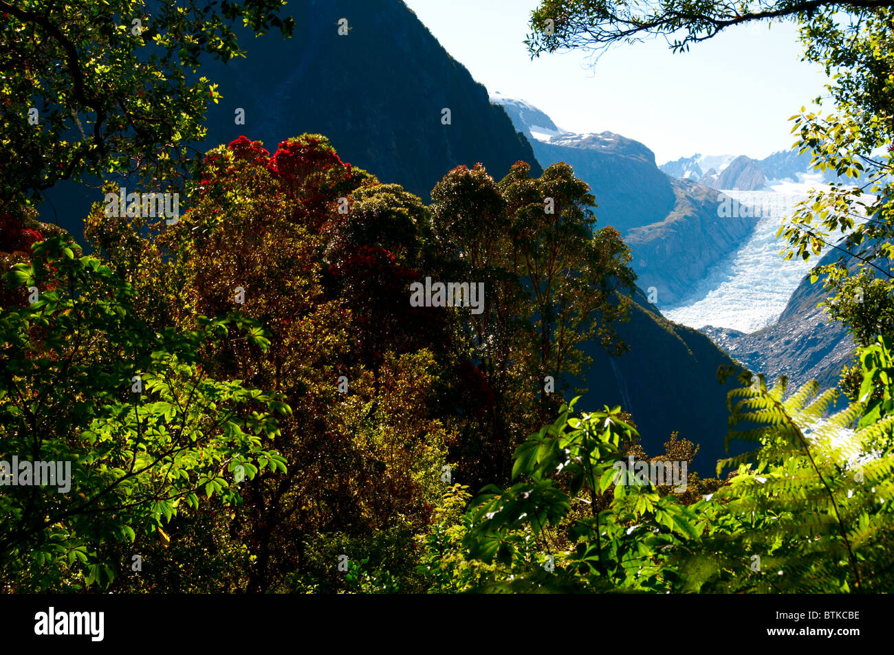 Fox Glacier, Pohutukawa, Rata Bäume, Südalpen, Südinsel Neuseeland Stockfoto