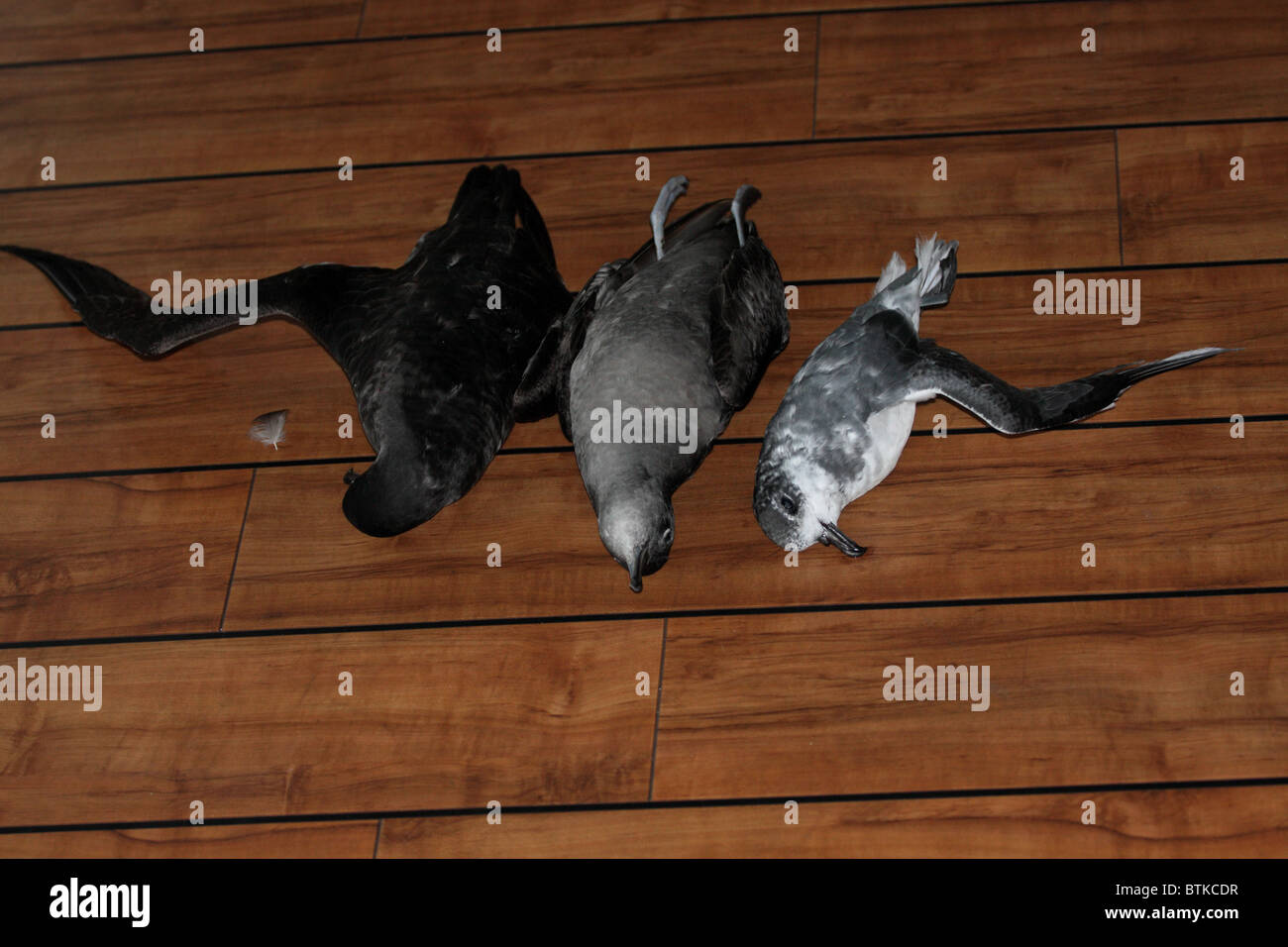 Seevögel Toten nach einer Kollision mit Strahlern aus Schiff bei Nacht Stockfoto